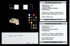 Foto (Objekt + Etikett) von Goniodromites sp.  (NHMW-GEO-1990-0041-4750)